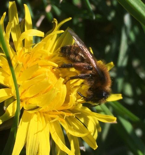 Réf. 277 229 : Andrena nigroaenea